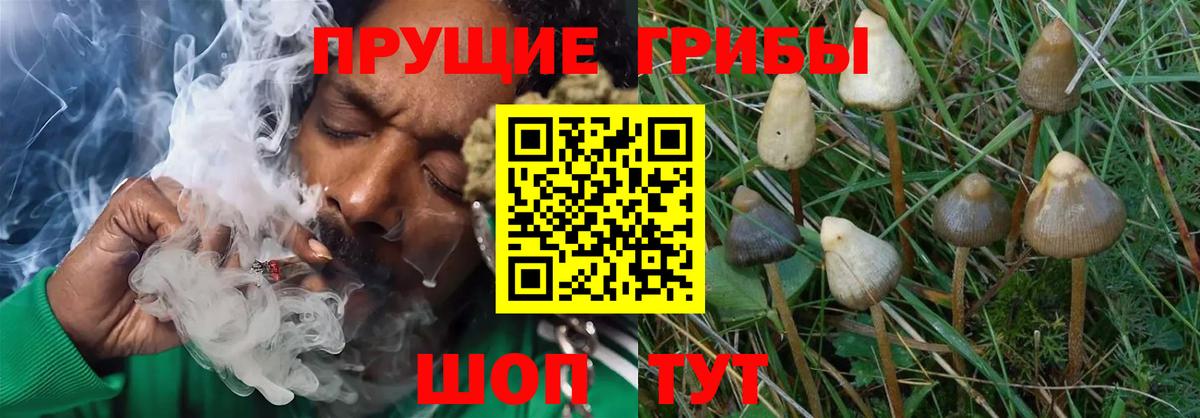 Кстово  Псилоцибиновые грибы прущие грибы  Вход с VPN 